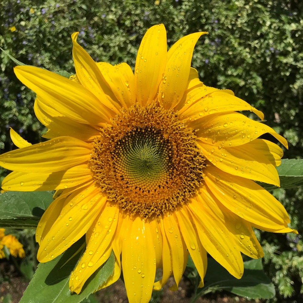 Meet your Posher, Bridget